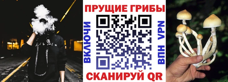 дарк нет наркотические препараты  Фатеж  Псилоцибиновые грибы мухоморы  OMG ссылки 